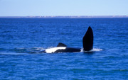 25 - Baleine franche dans la péninsule de Valdes